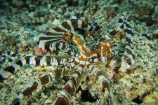 Indonesien - Lembeh Strait - Bangka